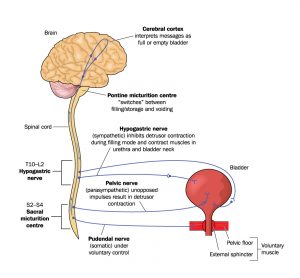 105463919-bladder-control