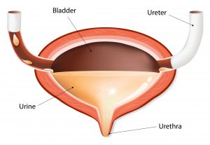 243209362-bladder-icon