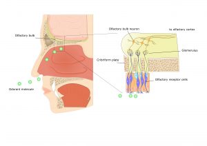 254092252-olfaction-diagram