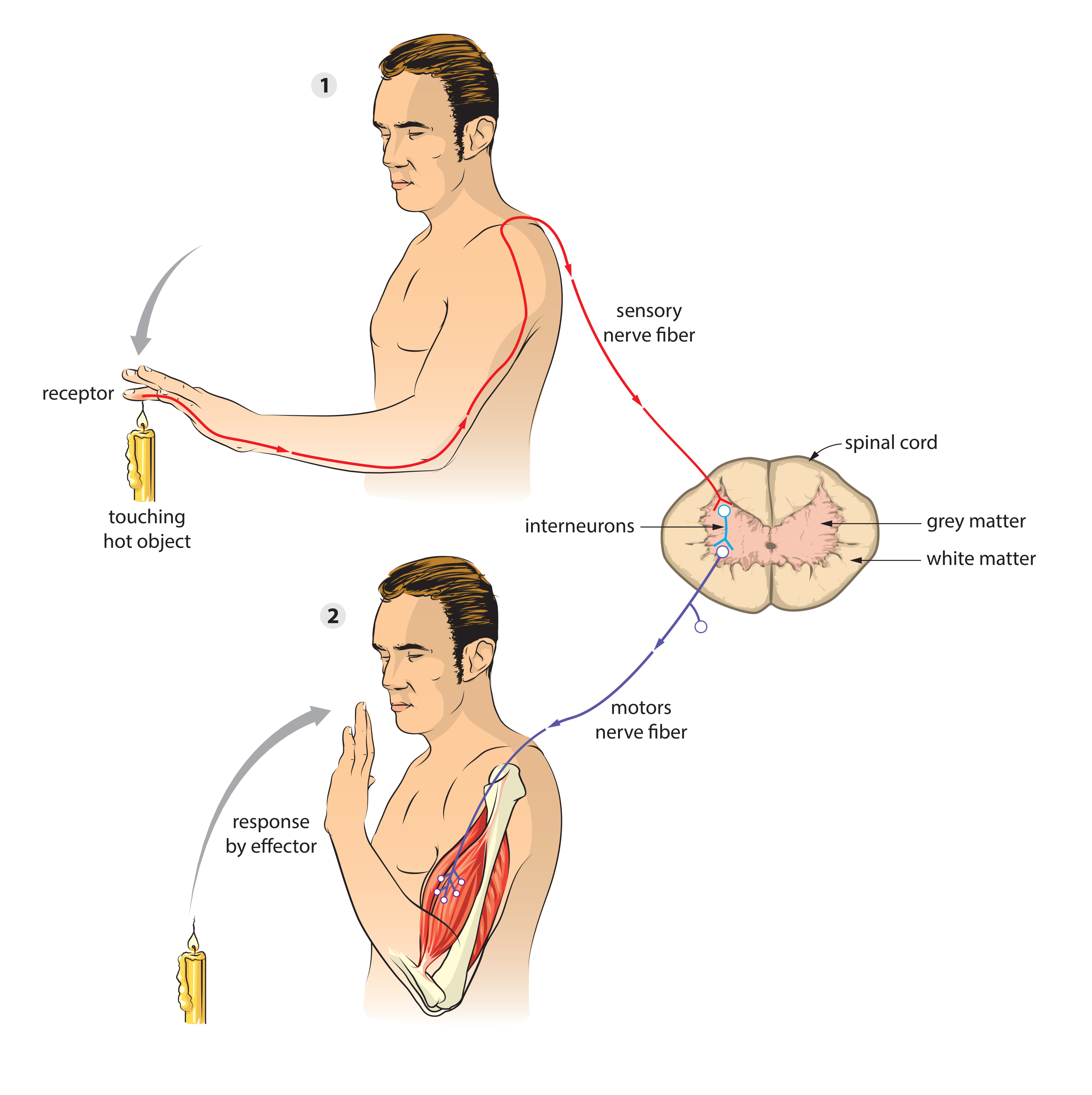 motor reflex arc