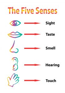 456041410-5-senses-diagram