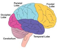 Lobes of the Brain – Scottish Acquired Brain Injury Network