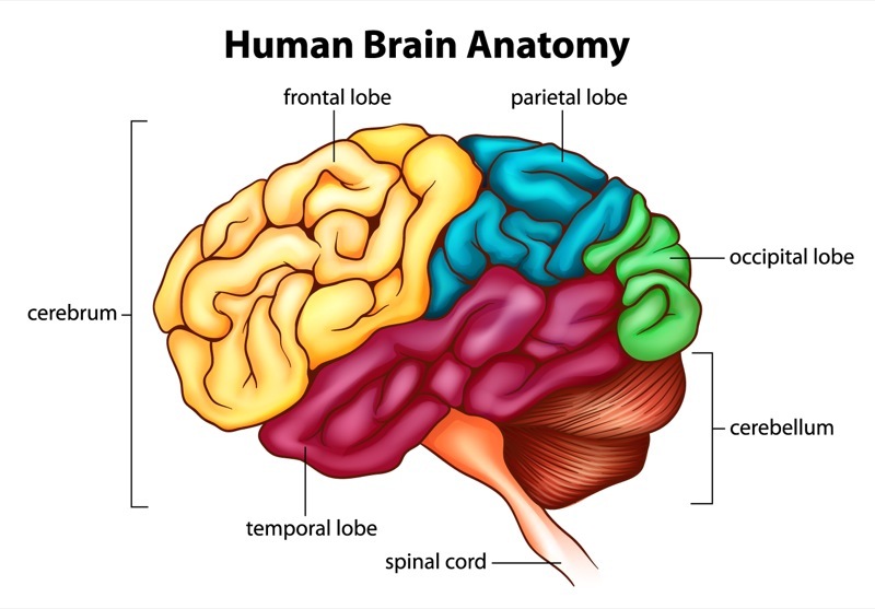 Direct Neurological Damage – Scottish Acquired Brain Injury Network